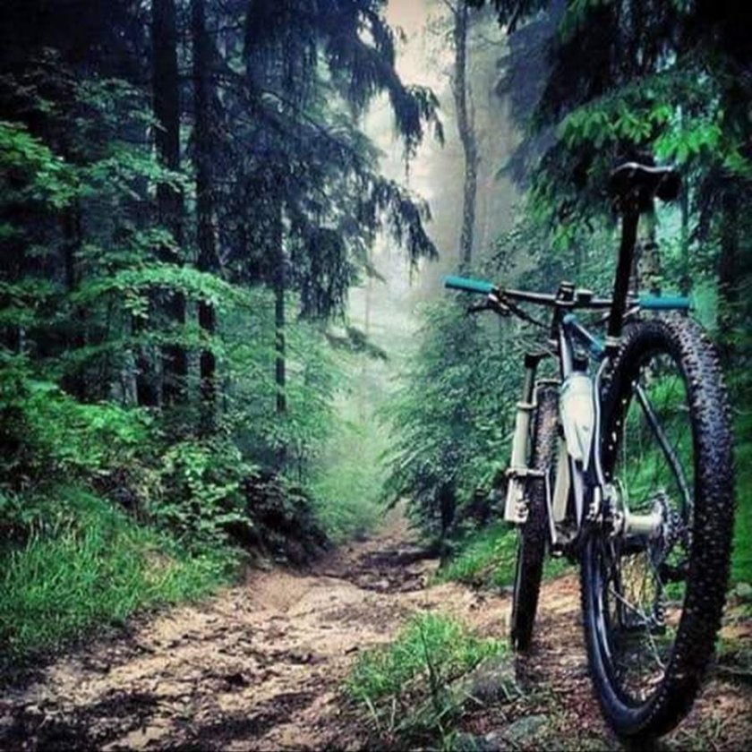 Велосипед в лесу