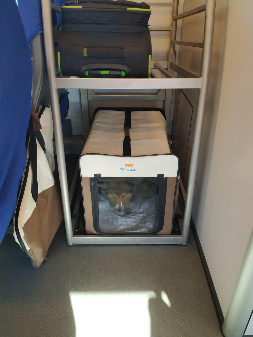 Сапсан вагон для животных