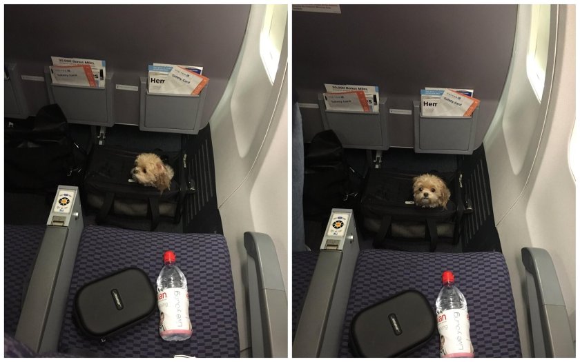 Животные в салоне самолета