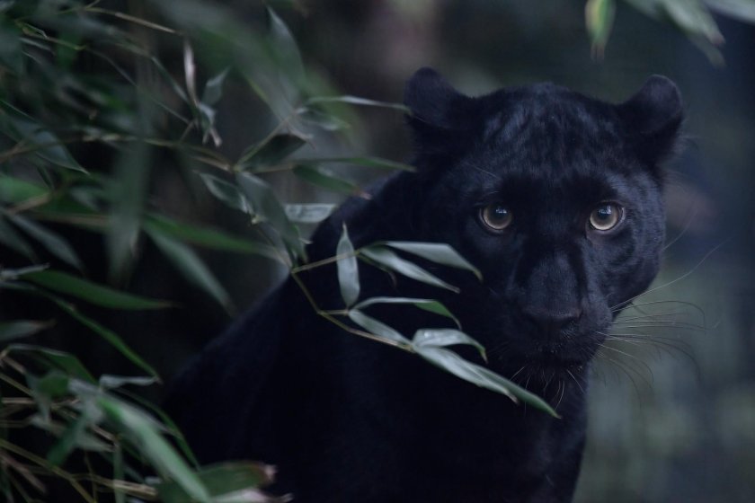 Тигр меланист