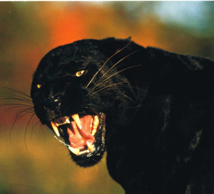 "Горная пантера" (Бергепантер)