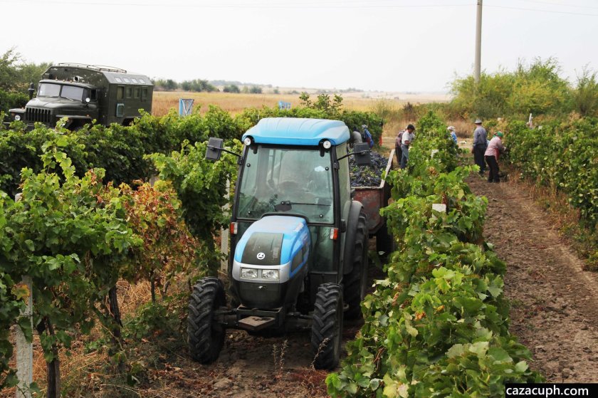 МТЗ для виноградников
