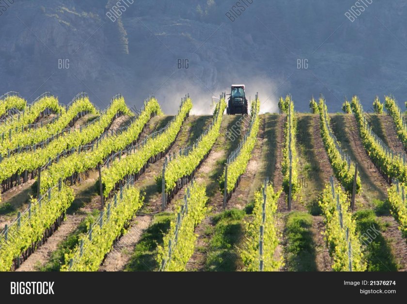 Трактор на винограднике
