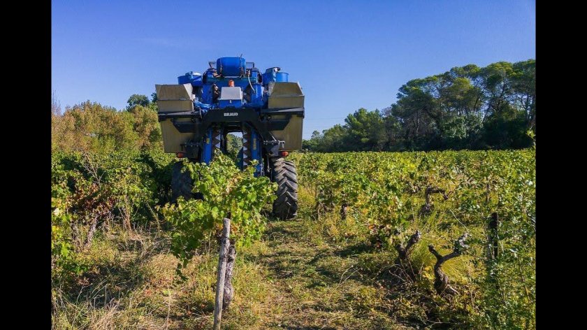 Машинный сбор винограда