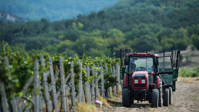 Золотая балка винодельческое хозяйство
