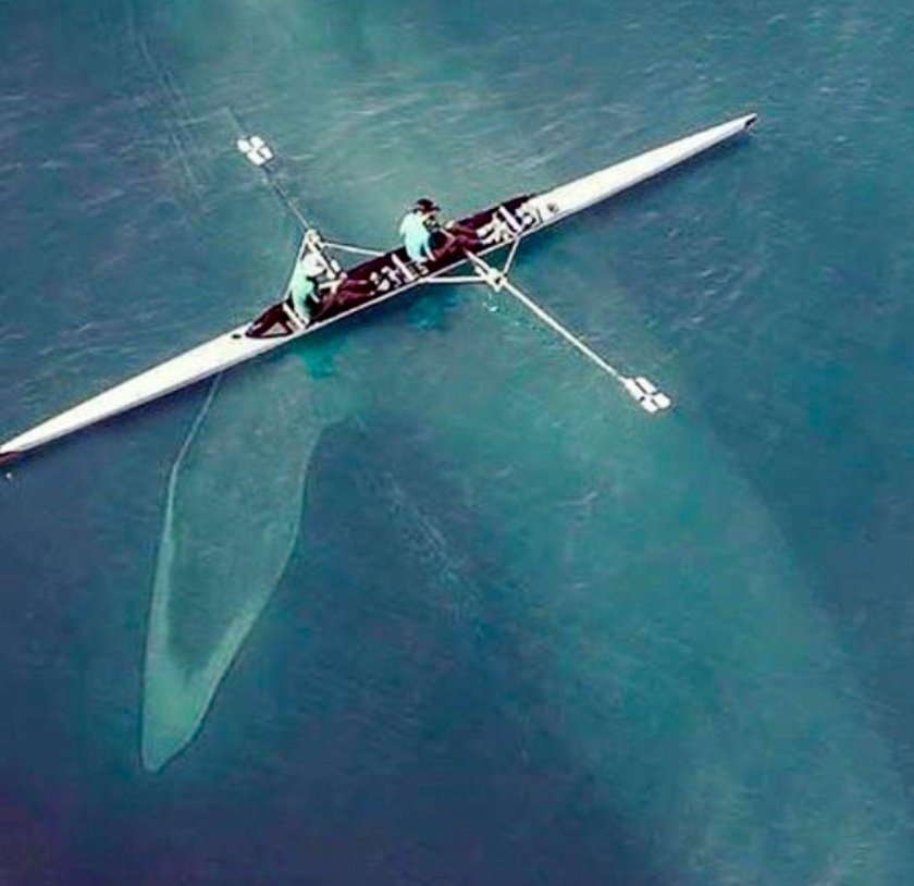 Кит под лодкой