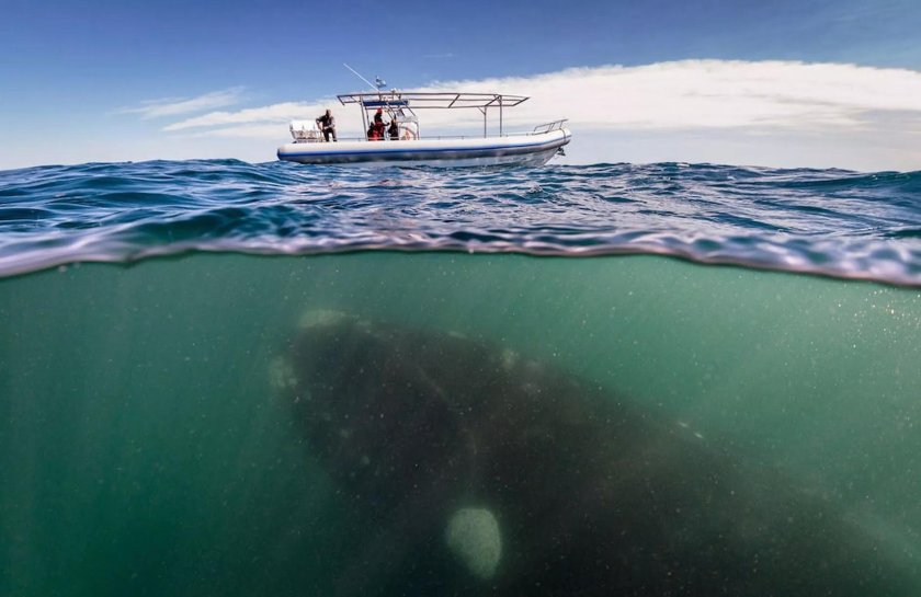 Наполовину в воде