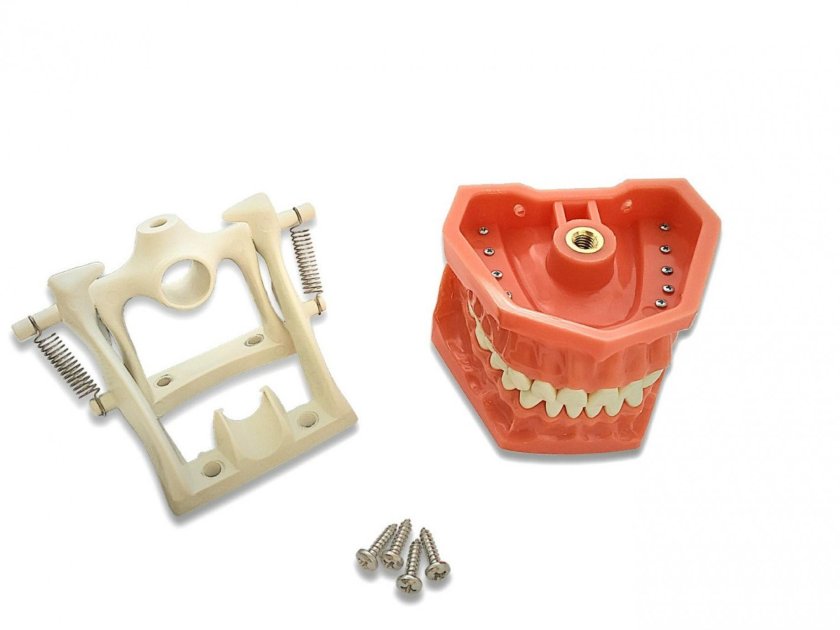 Учебная модель челюсти (Arma Dental study model ad-j 01)