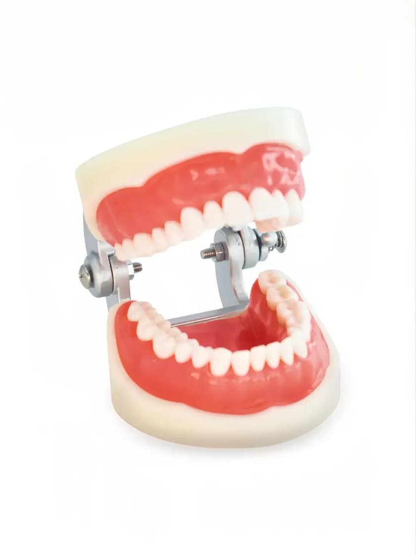 Модель челюсти