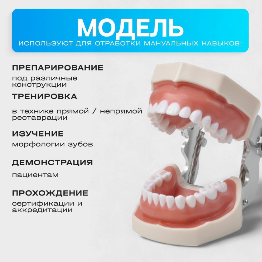 Стоматологическая модель зубов