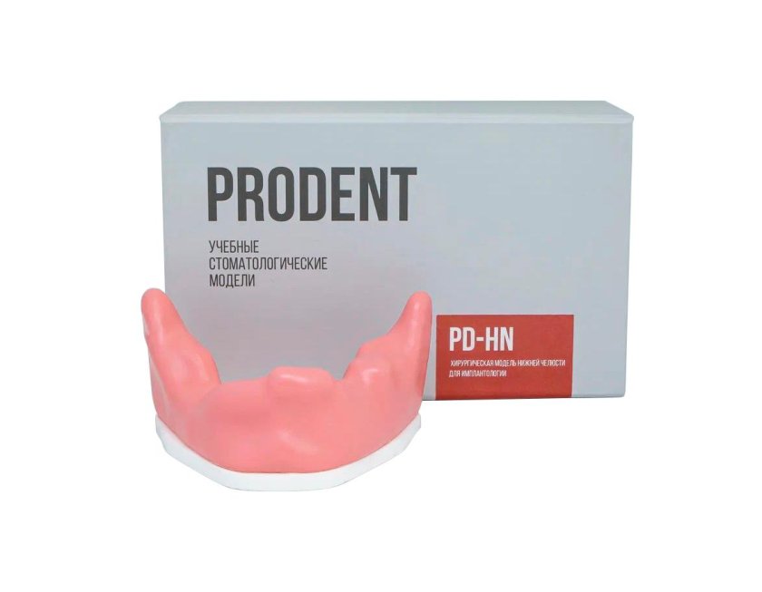 Стоматологическая модель челюсти