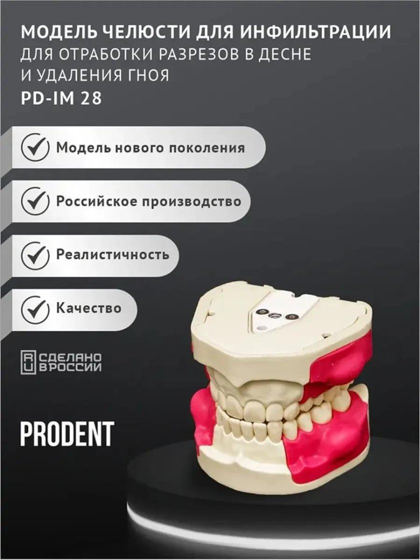 Модель челюсти