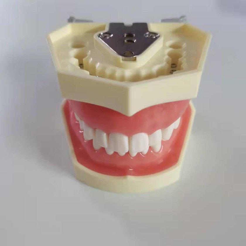 Модель челюсти