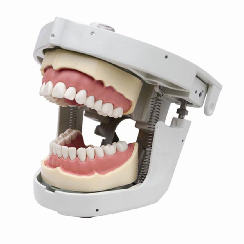 Модель зубов