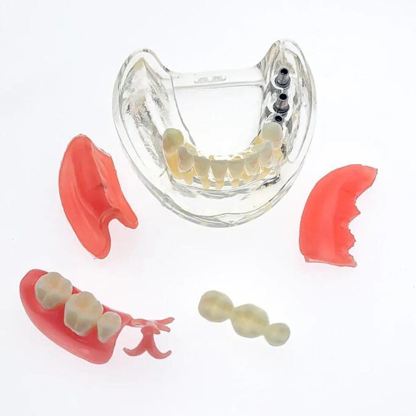 Стоматологическая модель зубов