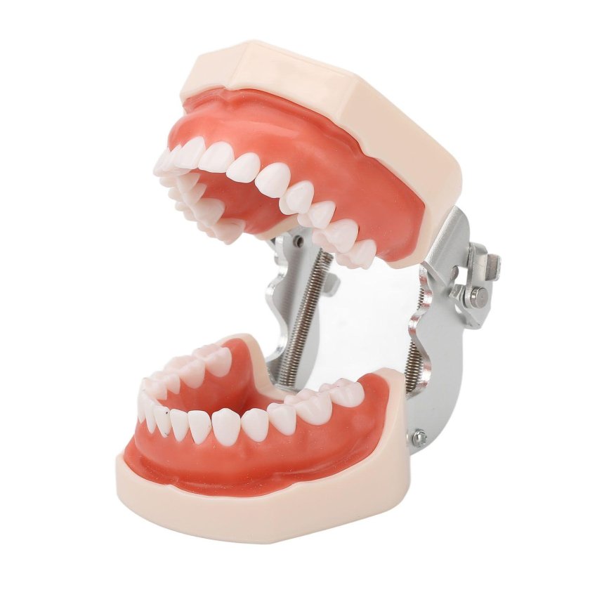 Cтоматологическая модель челюсти со съемными