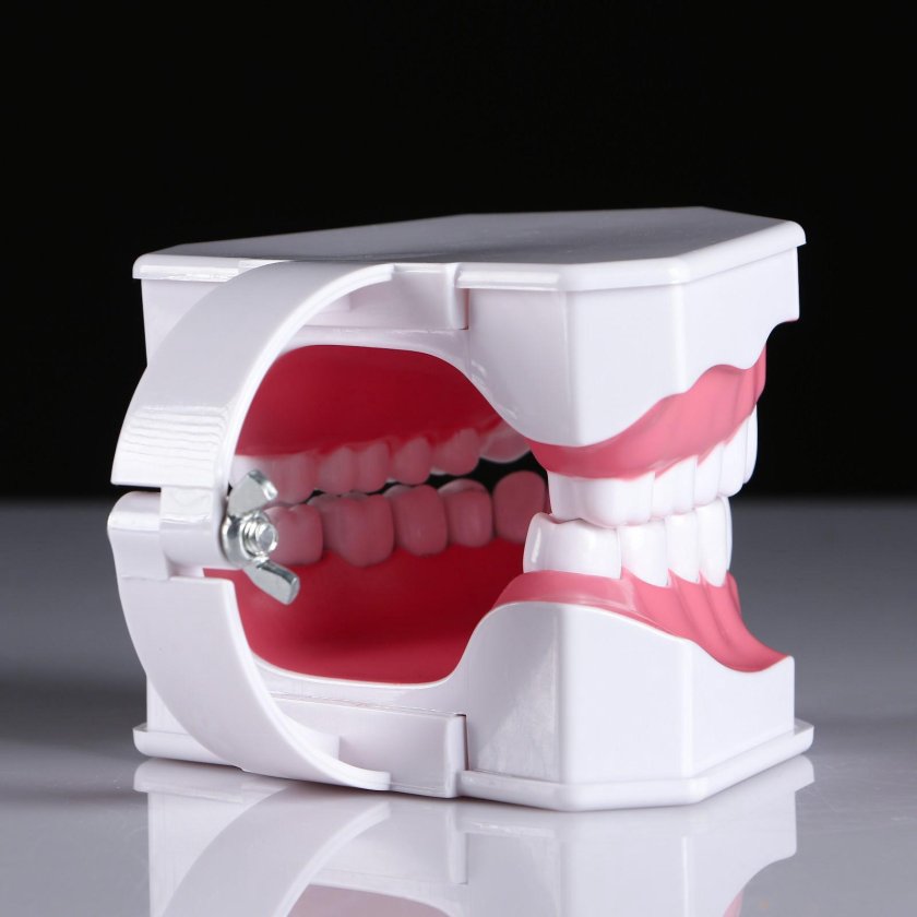 Муляж челюсти