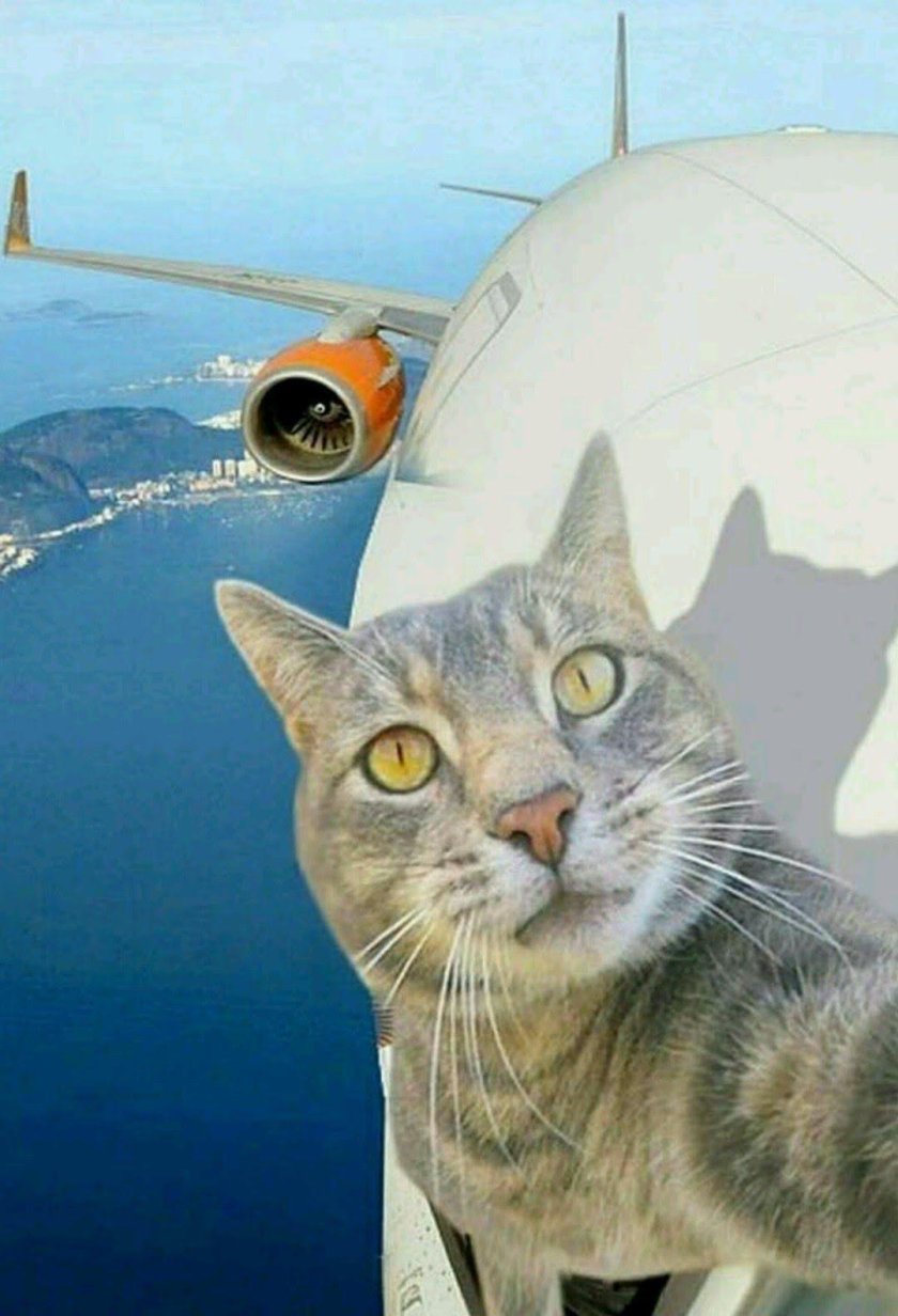 Кот в самолете