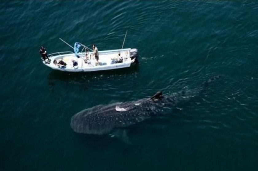 Китовая акула