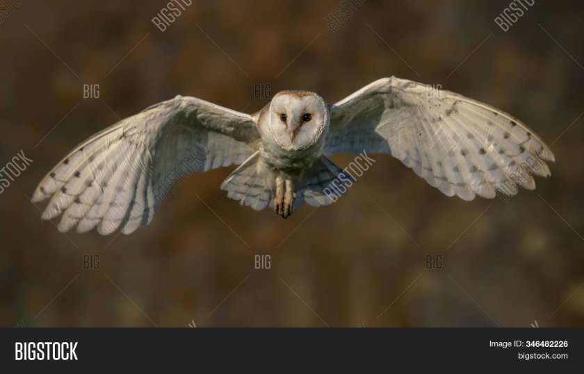 Сова летит фото