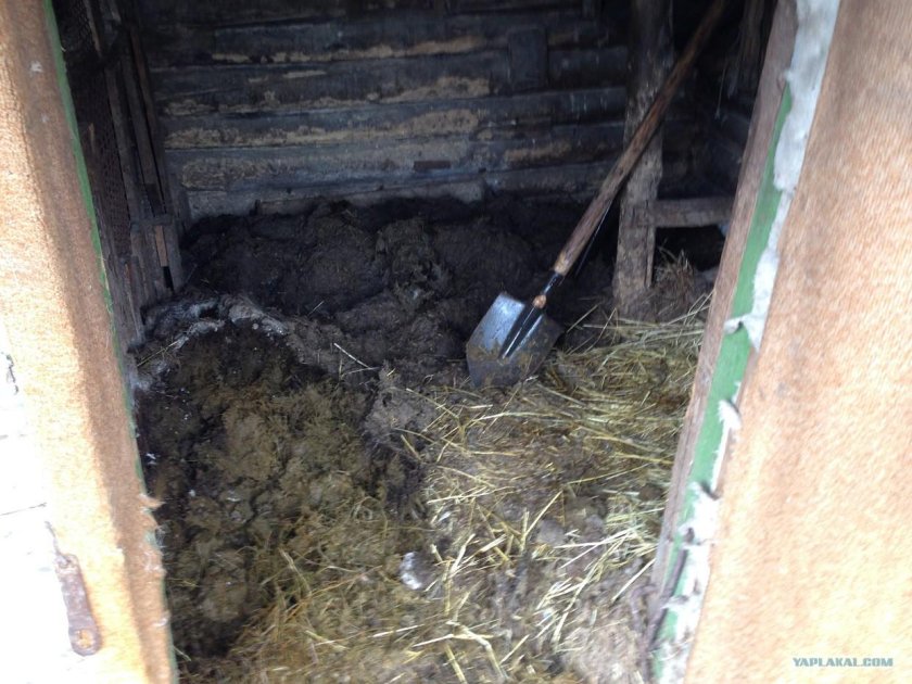 Свинарник яма гавно