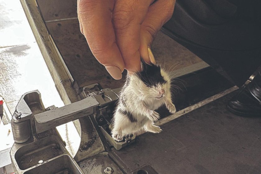 Карликовый хомяк роборовского