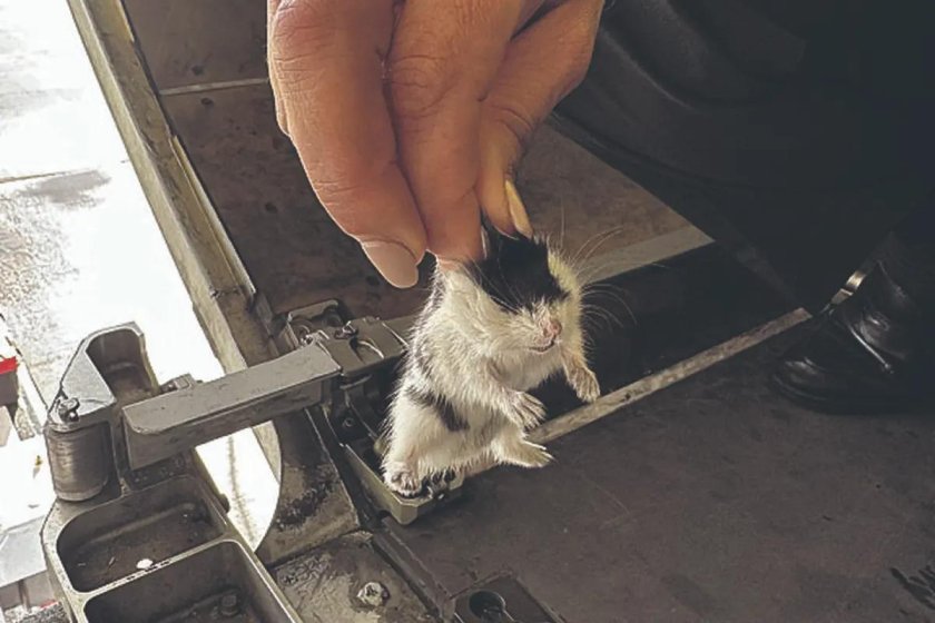 Побег хомяка