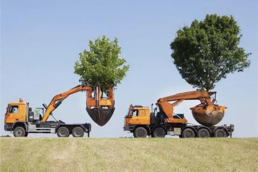 Техника для пересадки деревьев крупномеров