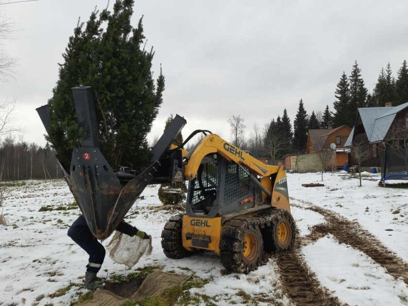Пересадка деревьев