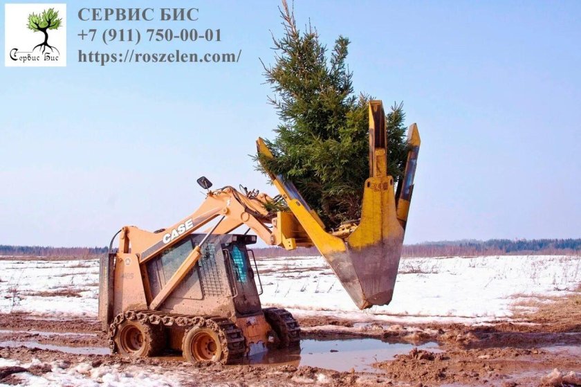 Высадка крупномерных деревьев