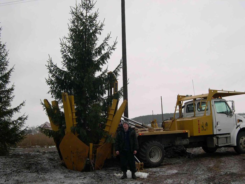 Посадка крупномерных деревьев