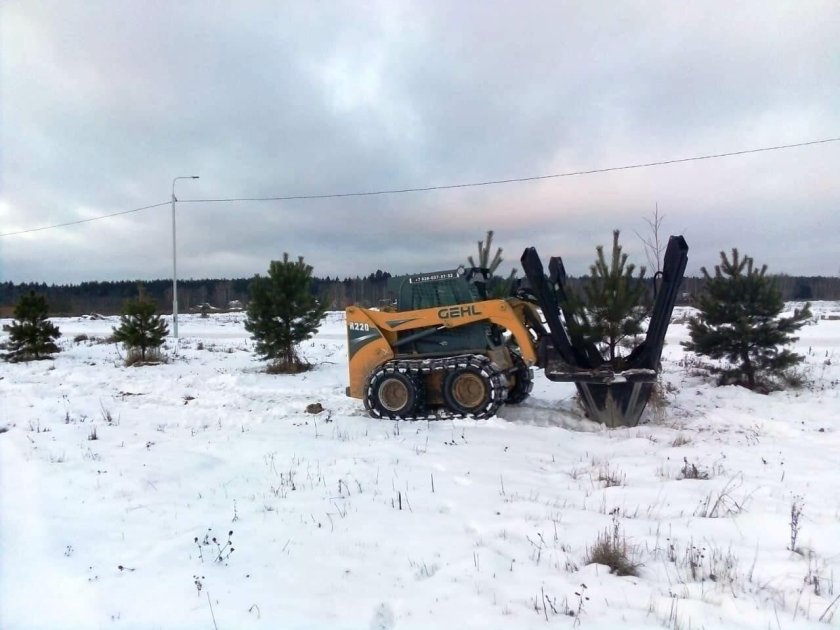 Пересадка деревьев крупномеров