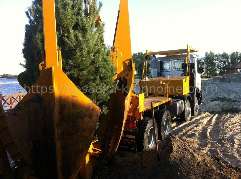 Техника для пересадки деревьев крупномеров