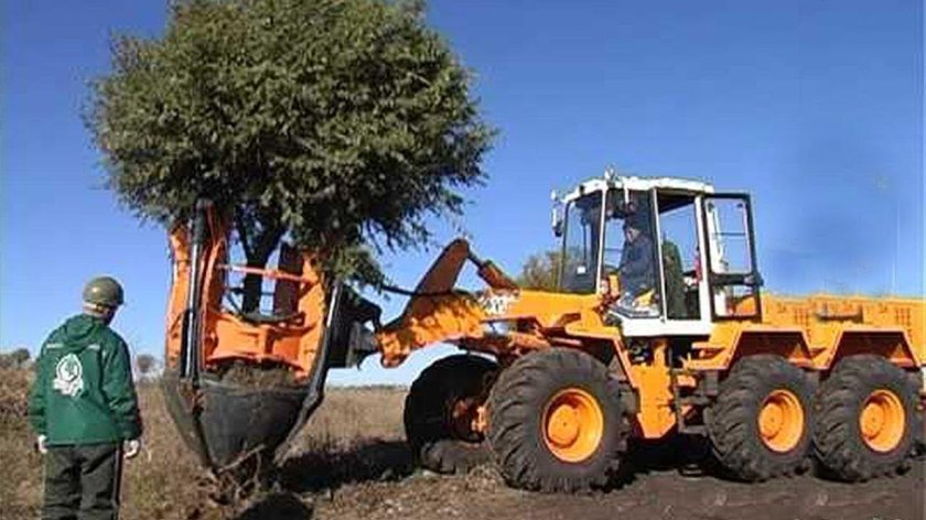 Техника для пересадки деревьев крупномеров