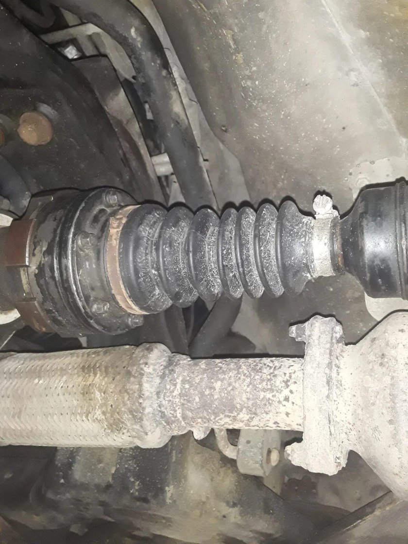 Каптива пыльник кардана