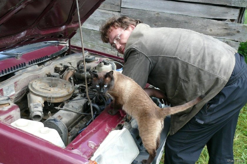 Кот чинит машину