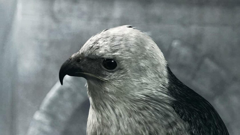 Assassin's Creed Орел