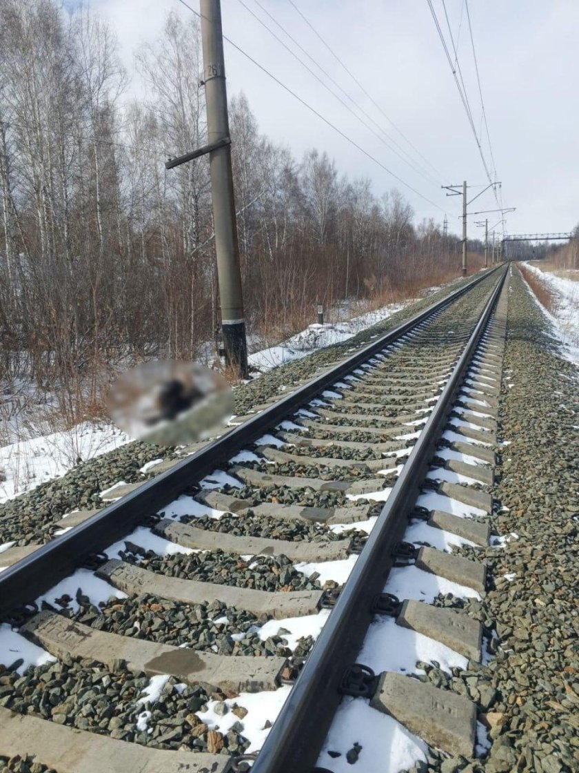 Поезд сбил человека