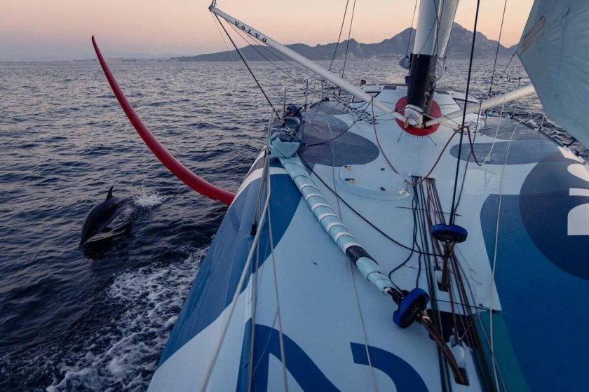 Яхта дельфин
