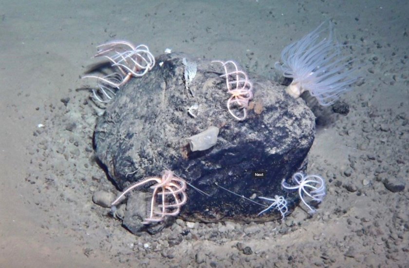 Находки в тихом океане