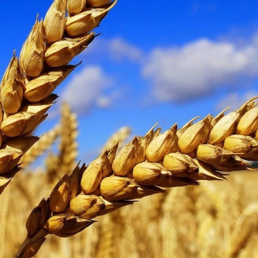 Яровая пшеница