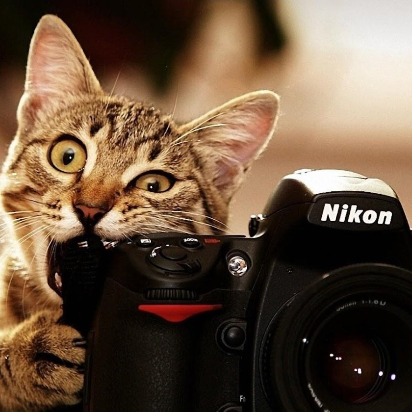 Кот с фотоаппаратом