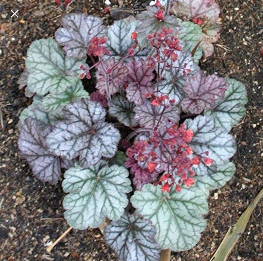 Гейхера Сильвер Блаш