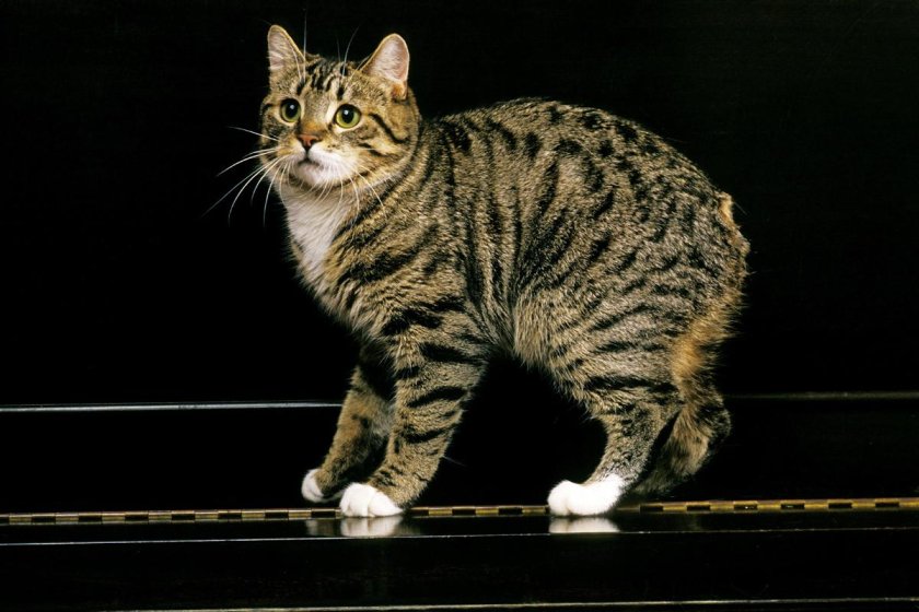 Мраморный Мэнкс табби