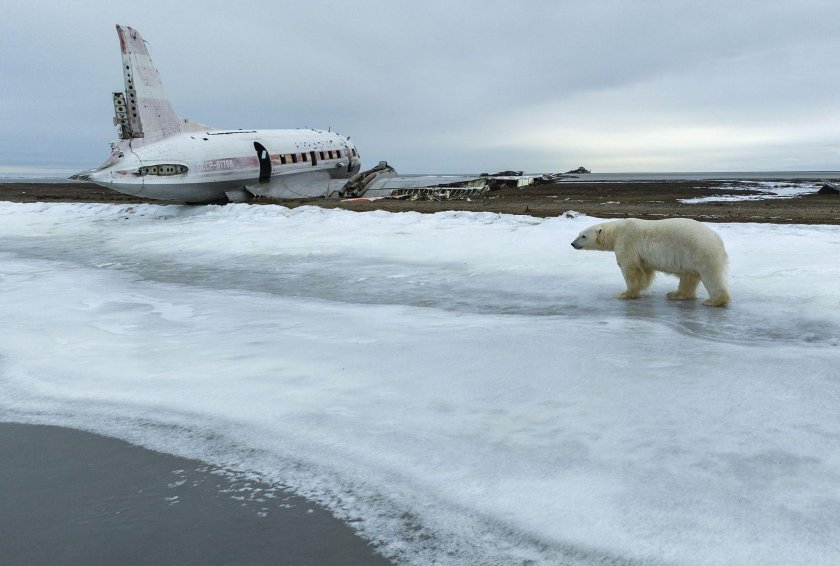 Мыс Шмидта белые медведи