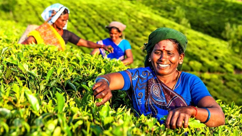 Сельскохозяйство Индии