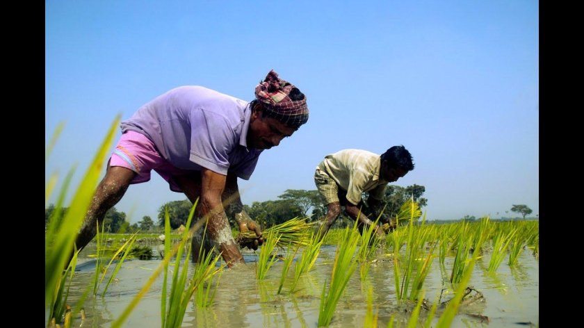 Рисовые поля Бангладеш