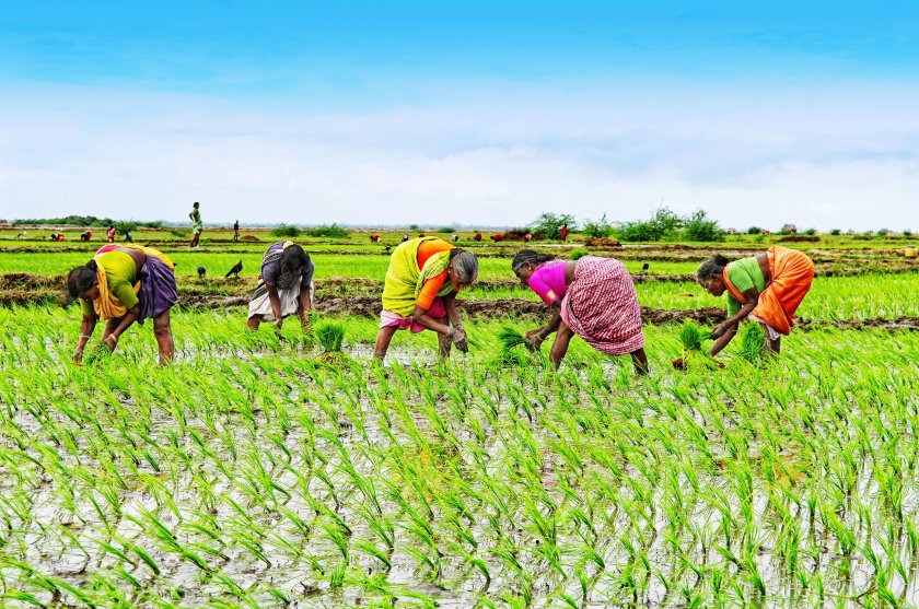 Сельскохозяйство Индии