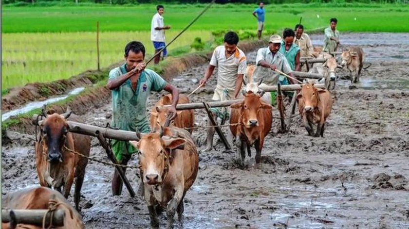 Сельское хозяйство Индии