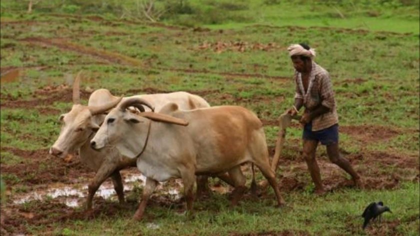 Сельскохозяйство Индии